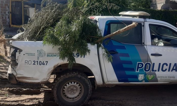 Florencio Varela – Incautan 6 plantas de marihuana en Barrio San José